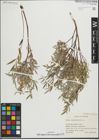 Foto von Salix repens subsp. rosmarinifolia (L.) Andersson